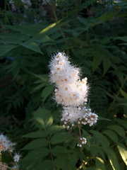 Sorbaria sorbifolia