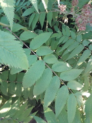 Sorbaria sorbifolia