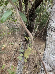 Sphedamnocarpus pruriens pruriens