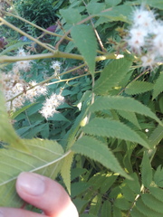 Sorbaria sorbifolia