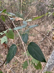 Sphedamnocarpus pruriens pruriens