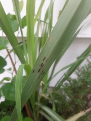 Puccinia nakanishikii