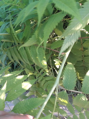 Sorbaria sorbifolia