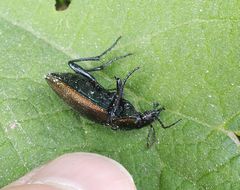 Carabus regalis