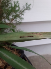 Puccinia nakanishikii