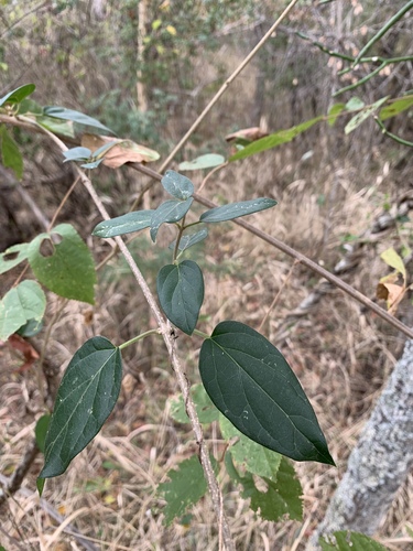 Gymnema sylvestre iNat (3)