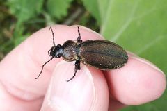 Carabus regalis