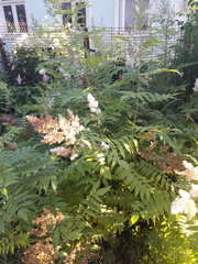 Sorbaria sorbifolia