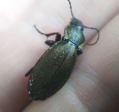 Carabus regalis