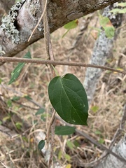 Sphedamnocarpus pruriens pruriens