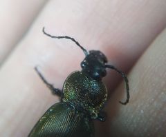 Carabus regalis