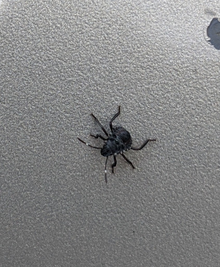 Brown Marmorated Stink Bug from Greenville, RI 02828, USA on July 24 ...