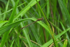 Lestes sponsa