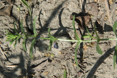 Scutellaria scordifolia