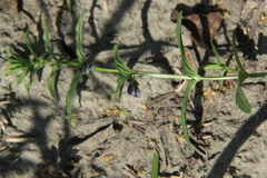 Scutellaria scordifolia