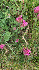 Trifolium medium