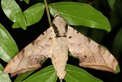 Ambulyx sericeipennis