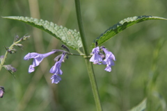 Nepeta sibirica