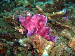 Rhinopias eschmeyeri
