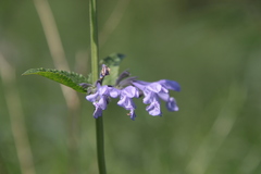 Nepeta sibirica