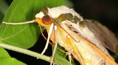 Ambulyx sericeipennis