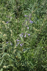 Nepeta sibirica