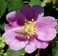 Copidita quadrimaculata