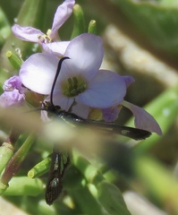 Synanthedon bibionipennis