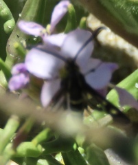Synanthedon bibionipennis