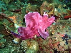 Rhinopias eschmeyeri