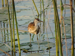 Actophilornis africanus