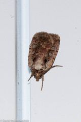 Eueretagrotis attentus