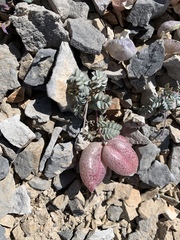 Astragalus platytropis