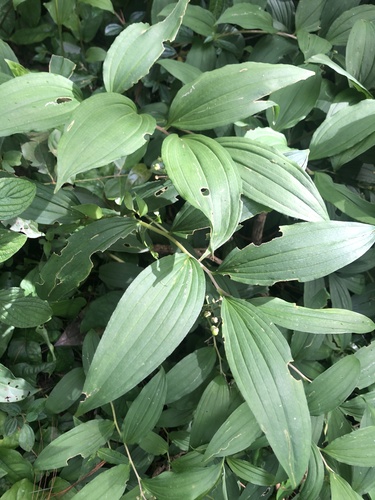 Maianthemum flexuosum image