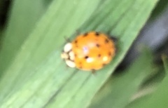 Harmonia axyridis