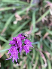 Allium brevistylum