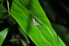 Svistella bifasciata