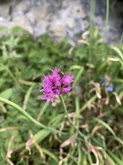 Allium brevistylum