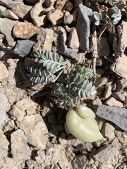 Astragalus platytropis