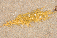 Sargassum muticum