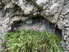 Allium brevistylum