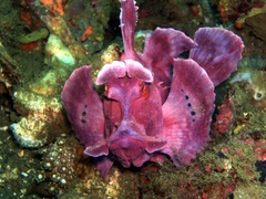 Rhinopias eschmeyeri
