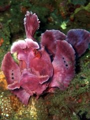 Rhinopias eschmeyeri