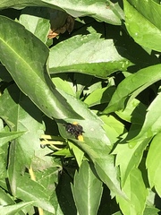 Melissodes bimaculatus