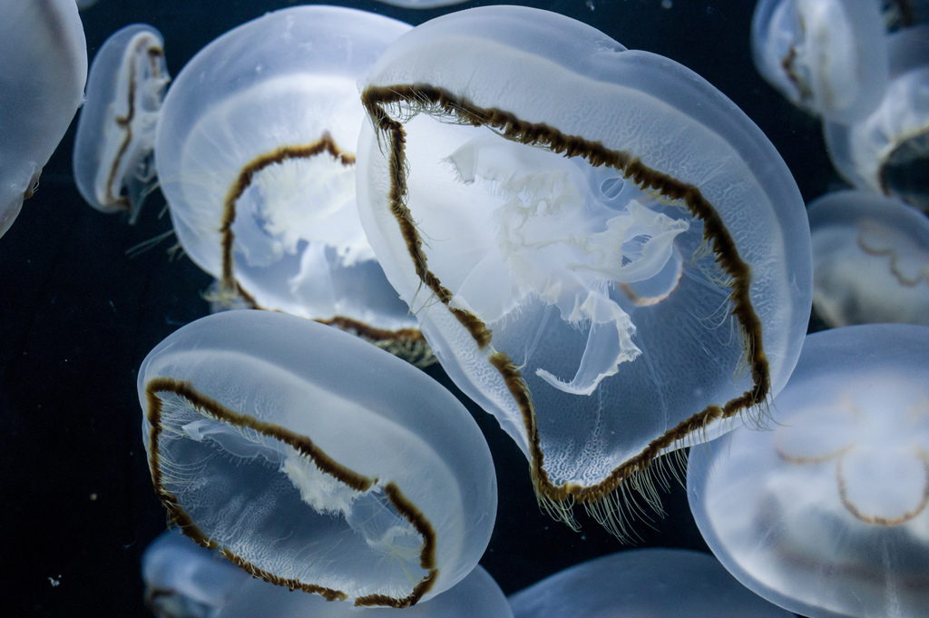 Brown-rimmed Moon Jelly (Jellyfish, Hydrozoans, and Comb Jellies