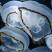 北月水母 - Photo (c) Hollyndunn，保留部份權利CC BY-SA