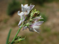 Linaria repens