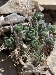 Draba jaegeri