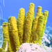 Yellow Tube Sponge - Photo (c) Sylvain Corbel, some rights reserved (CC BY-NC-SA)