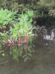 Trachemys scripta elegans